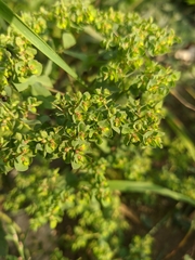 Euphorbia falcata