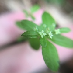Galium formosense