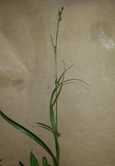 Carex uhligii