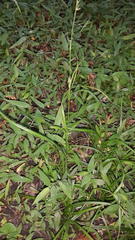 Carex uhligii
