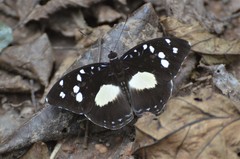 Aterica galene theophane