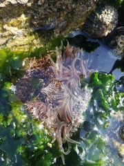 Anthopleura biscayensis