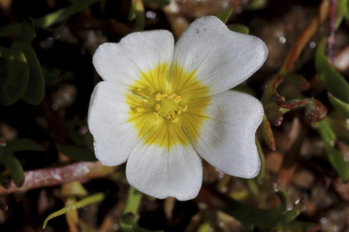 Image of Oxalis dregei by (c) Karen Eichholz, some rights reserved (CC BY)