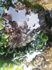 Anthopleura biscayensis