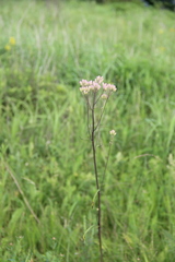 Syneilesis aconitifolia