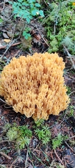 Ramaria flava