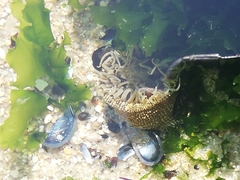 Anthopleura biscayensis