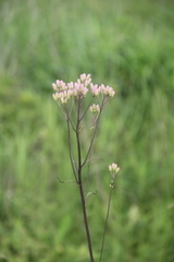 Syneilesis aconitifolia