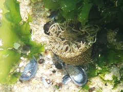 Anthopleura biscayensis