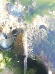 Anthopleura biscayensis