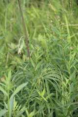 Syneilesis aconitifolia