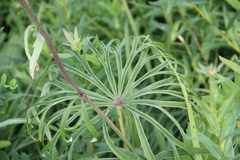 Syneilesis aconitifolia