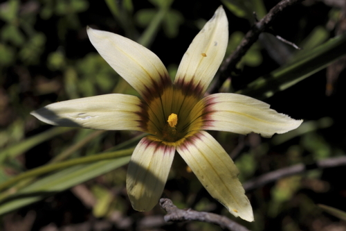 Image of Romulea hirta by (c) Karen Eichholz, some rights reserved (CC BY)