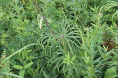 Syneilesis aconitifolia