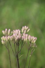 Syneilesis aconitifolia