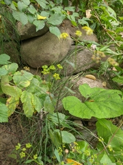 Heracleum sphondylium sibiricum