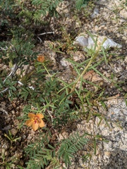 Portulaca suffrutescens