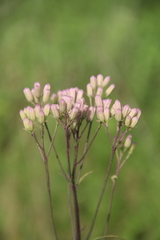 Syneilesis aconitifolia
