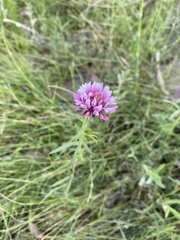 Trifolium wormskioldii