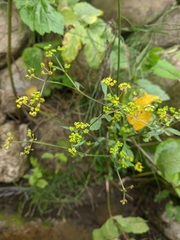 Heracleum sphondylium sibiricum