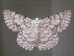 Pingasa abyssiniaria