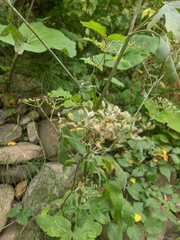 Heracleum sphondylium sibiricum