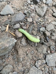 Peridea basitriens