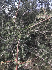 Condalia microphylla