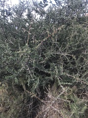 Condalia microphylla
