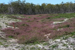 Fumaria muralis muralis