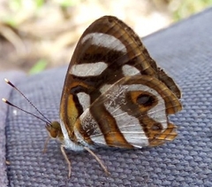Dynamine artemisia