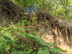 Scrophularia umbrosa