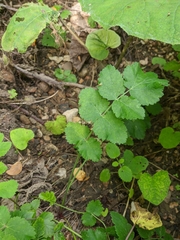 Heracleum sphondylium sibiricum