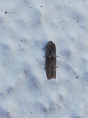 Blastobasis maroccanella