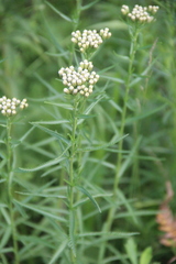 Achillea ptarmicoides