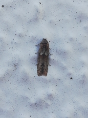 Blastobasis maroccanella