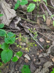 Heracleum sphondylium sibiricum