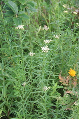 Achillea ptarmicoides