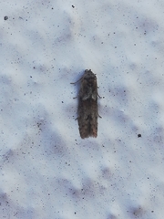 Blastobasis maroccanella