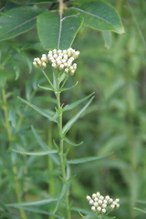 Achillea ptarmicoides