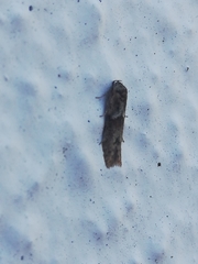 Blastobasis maroccanella