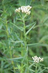 Achillea ptarmicoides