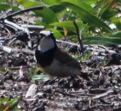 Oenanthe pileata pileata