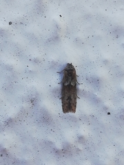 Blastobasis maroccanella