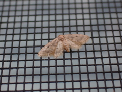 Idaea bonifata