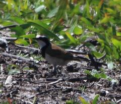 Oenanthe pileata pileata