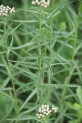 Achillea ptarmicoides