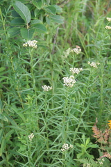 Achillea ptarmicoides