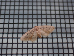 Idaea bonifata