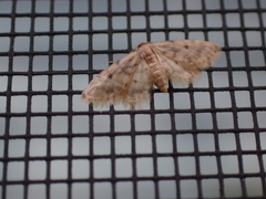 Idaea bonifata